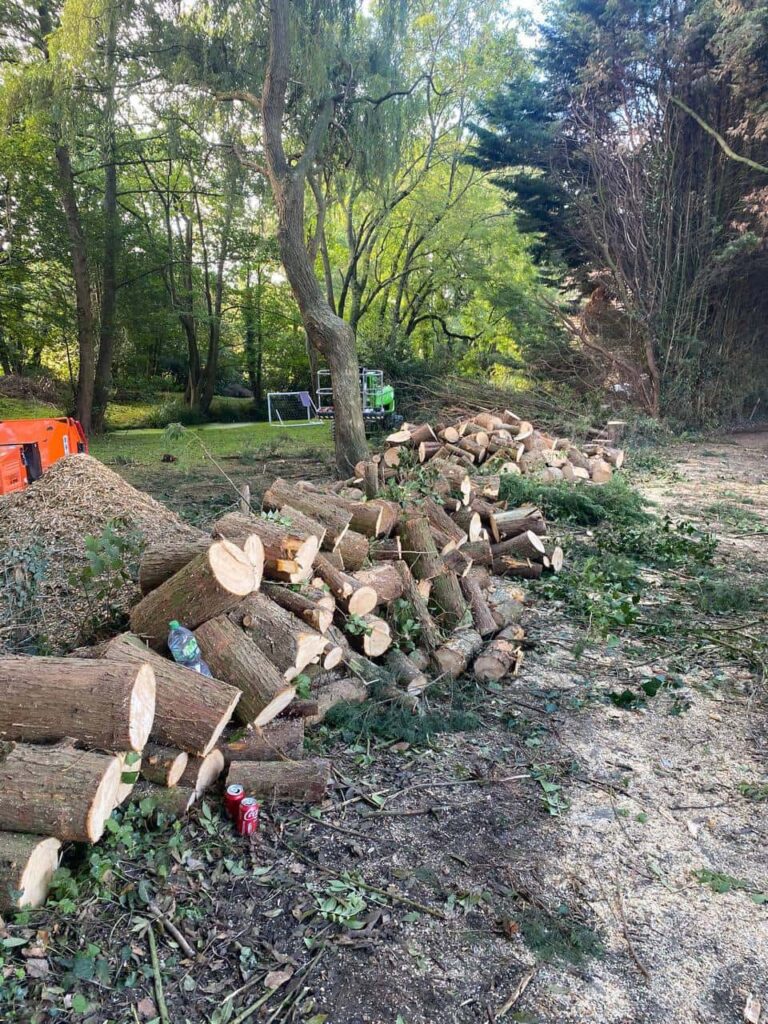 This is a photo of a wood area which is having multiple trees removed. The trees have been cut up into logs and are stacked in a row. Finedon Tree Surgeons