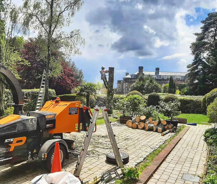 This is a photo of a tree being felled. A tree surgeon is currently removing the last section, the logs are stacked in a pile. Finedon Tree Surgeons